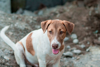 Portrait of dog standing outdoors