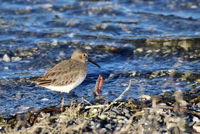 Dunlin bird perching on a sea