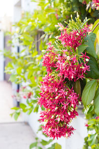 Close-up of pink flowering plant