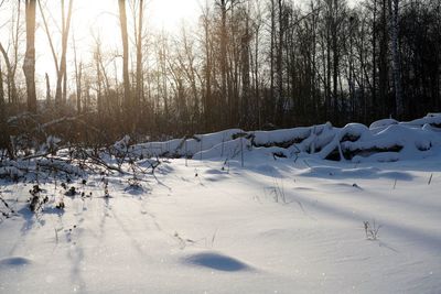 Snow covered land and trees in forest