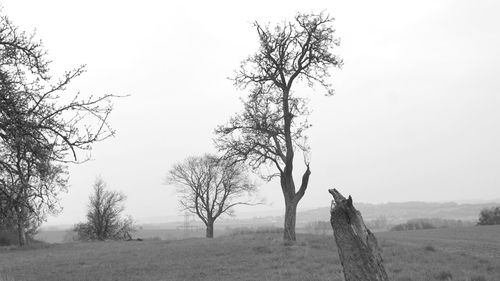 Bare trees on field against sky