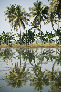 Palm trees by lake against sky