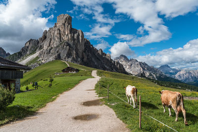 View of a sheep on landscape