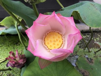 Close-up of pink lotus water lily