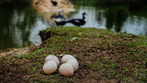 Ducks on a lake