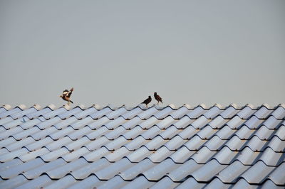 Low angle view of birds on rooftop against sky