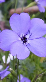 Close-up of insect on flower