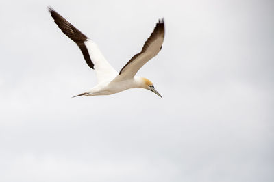 Low angle view of seagull flying in sky