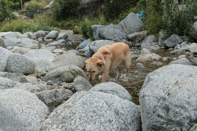 View of sheep walking on rocks