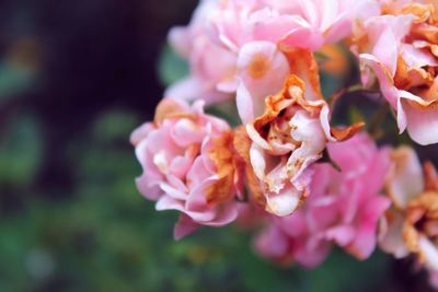 Close-up of pink flowers blooming outdoors