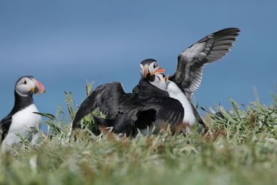 Atlantic puffins having a fight