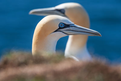 Close-up of gannets