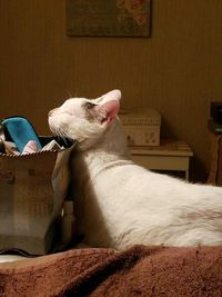 Close-up of cat sitting on sofa at home