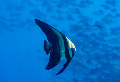 Fish swimming in sea