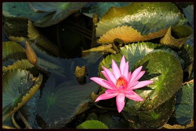 Close-up of lotus water lily in pond