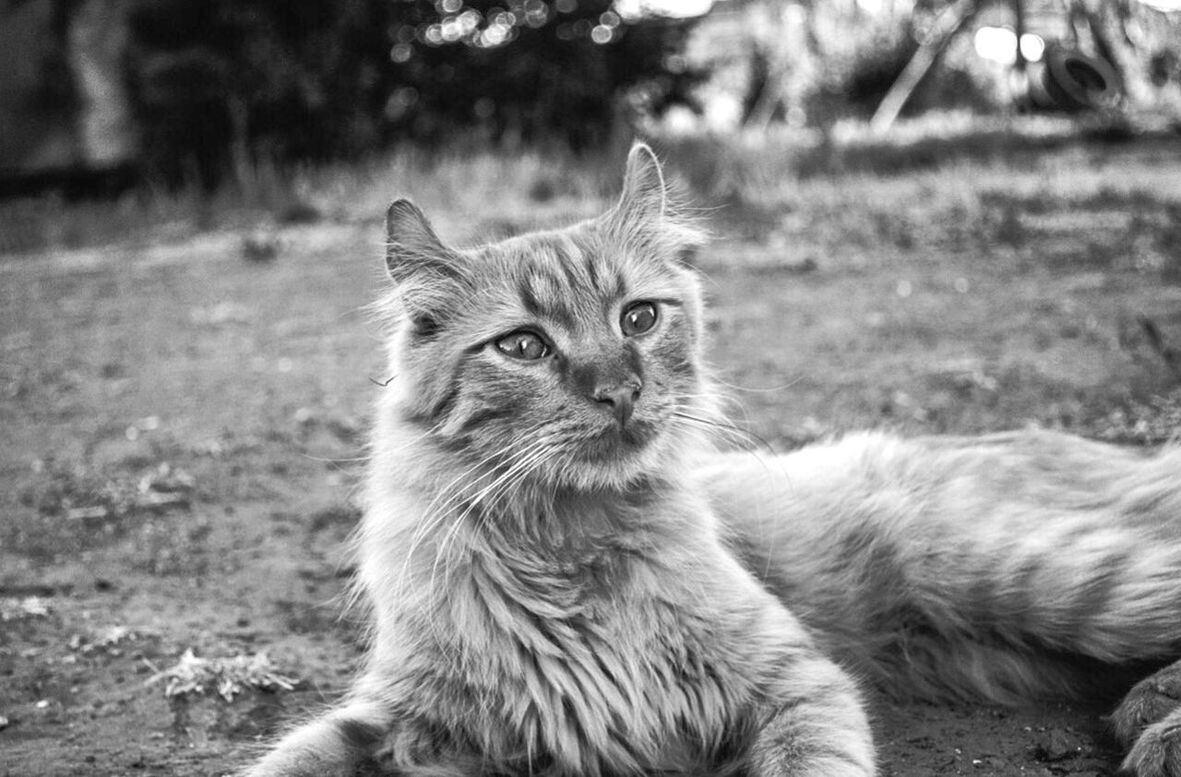 animal themes, mammal, domestic cat, one animal, pets, domestic animals, feline, cat, whisker, focus on foreground, field, looking at camera, portrait, grass, close-up, sitting, outdoors, day, relaxation