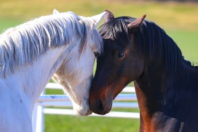 Horses in ranch