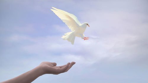 Cropped hand with white dove against sky