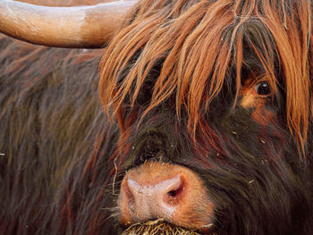 Close-up of a highland cattle bull
