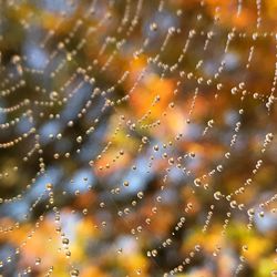 Close-up of water drops on spider web