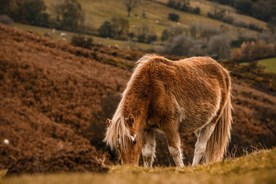 Horse on common