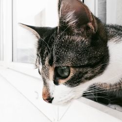 Close-up portrait of cat