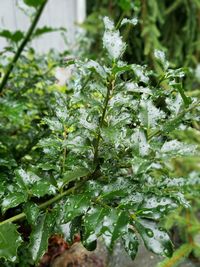 Close-up of wet plant leaves during rainy season