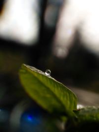 Close-up of insect on leaf