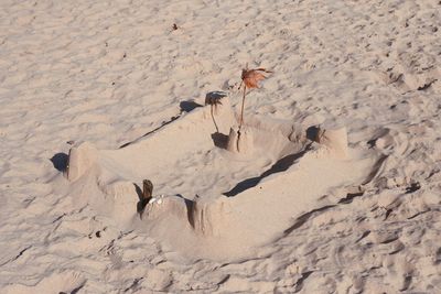 High angle view of birds on sand