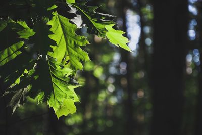 Close-up of green leaves on tree