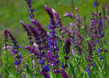 Close-up of purple flowers