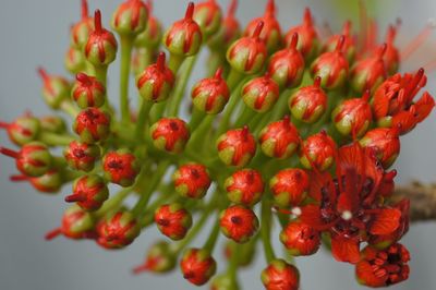 Close-up of red rose