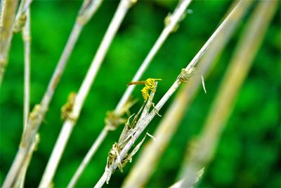 Close-up of insect on grass