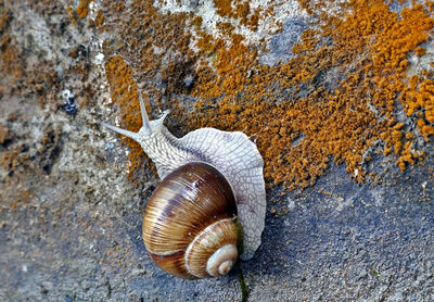Close-up of snail on rock