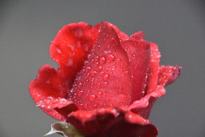 Close-up of wet red rose against gray background