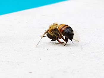 High angle view of bee on the beach