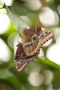 Close-up of butterfly perching on leaf