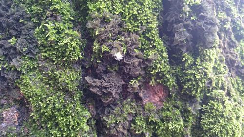 Plants growing on rocks