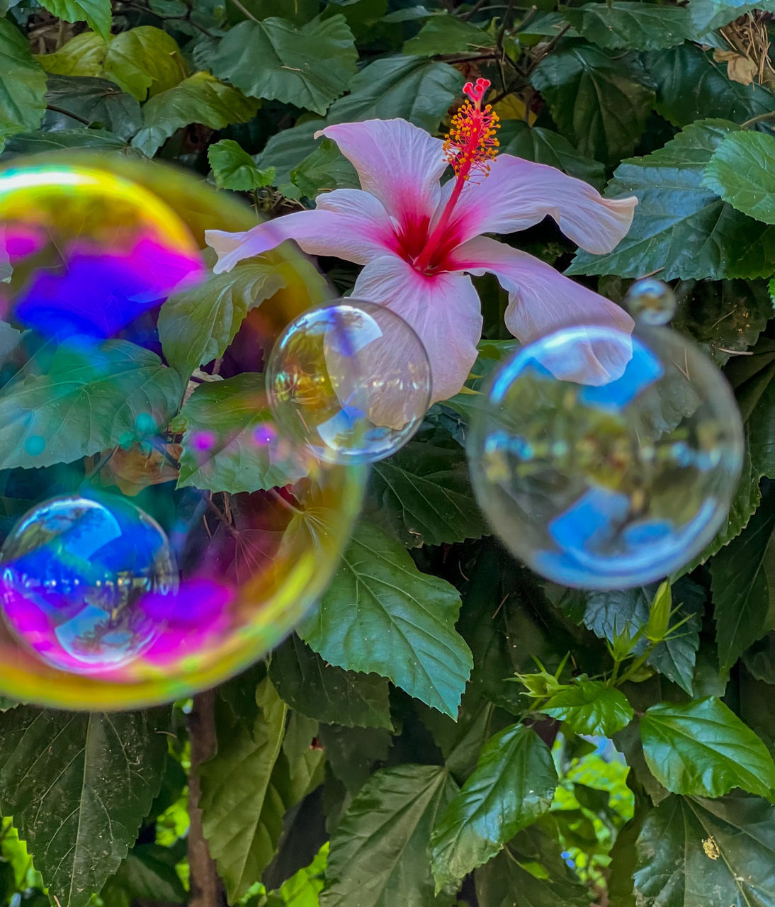 fragility, plant, flower, bubble, nature, multi colored, liquid bubble, beauty in nature, close-up, leaf, transparent, no people, flowering plant, growth, plant part, day, soap sud, outdoors, sphere, green, freshness, reflection, mid-air, bubble wand