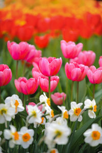 Colorful blooming tulips