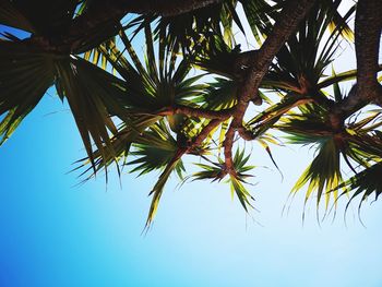 Low angle view of coconut palm tree against sky