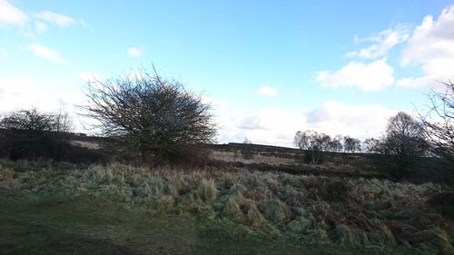 Bare trees on field against sky