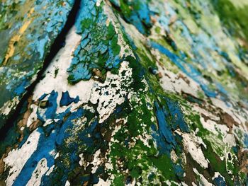 Close-up of tree trunk