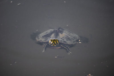 High angle view of insect on leaf