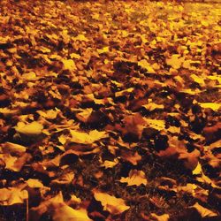 Full frame shot of autumn leaves