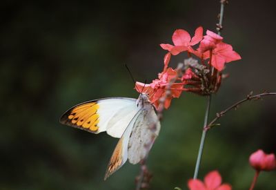 Butterfly on flower