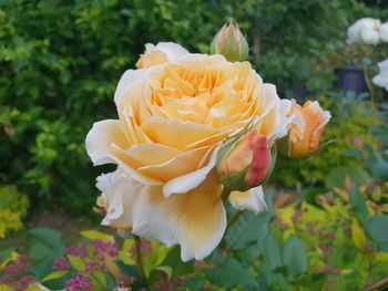 Close-up of rose flower
