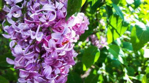 Close-up of pink flowers