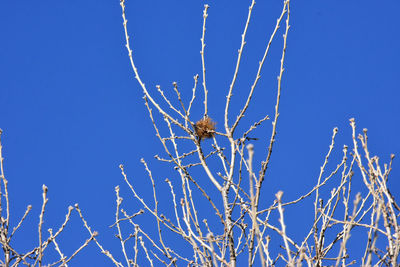 Low angle view of bare tree against clear blue sky