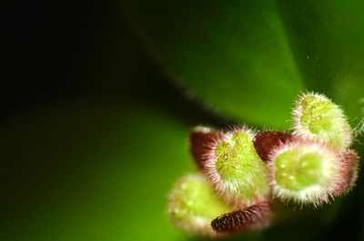Close-up of cactus plant